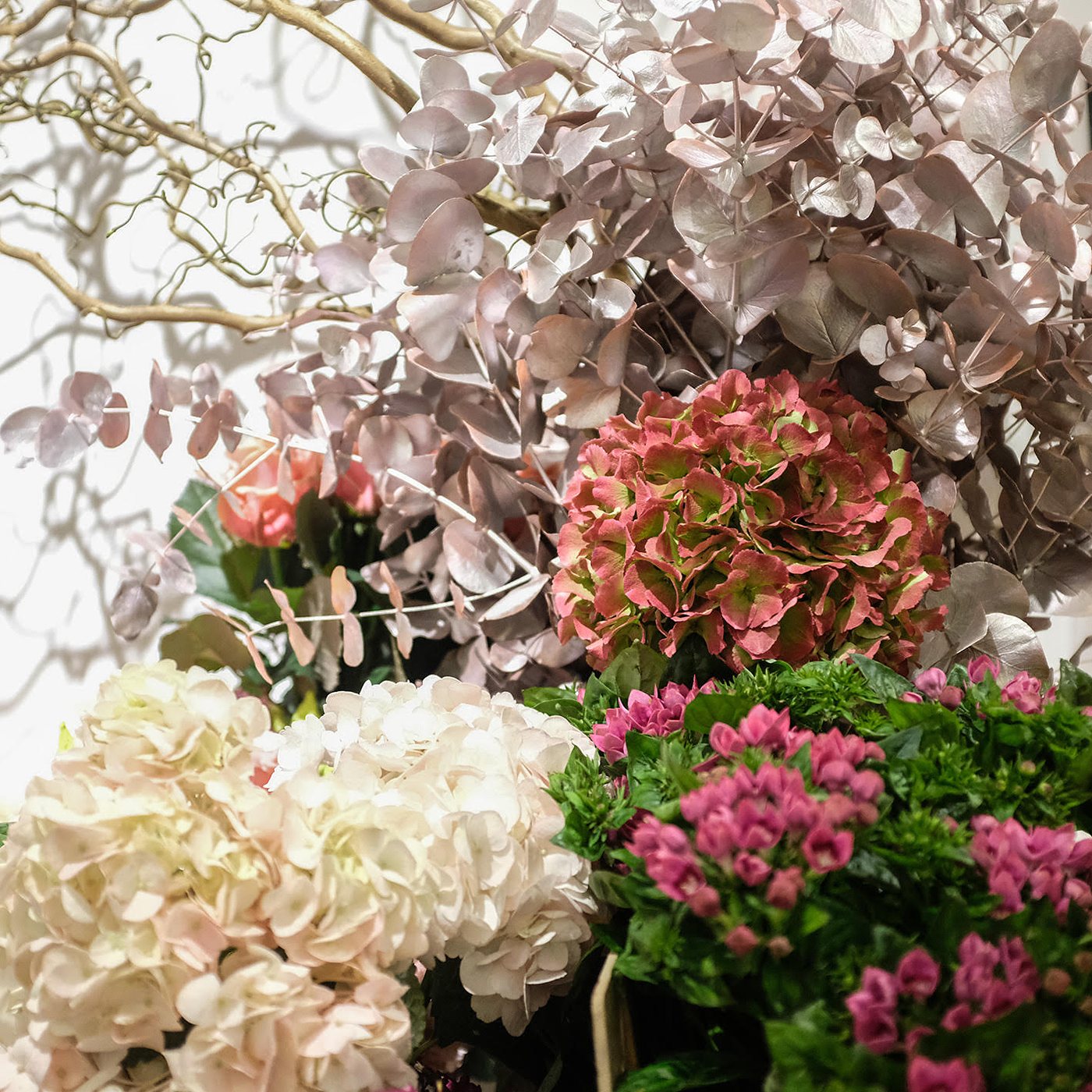 Hortensias séchés aux teintes passées, rose et crème