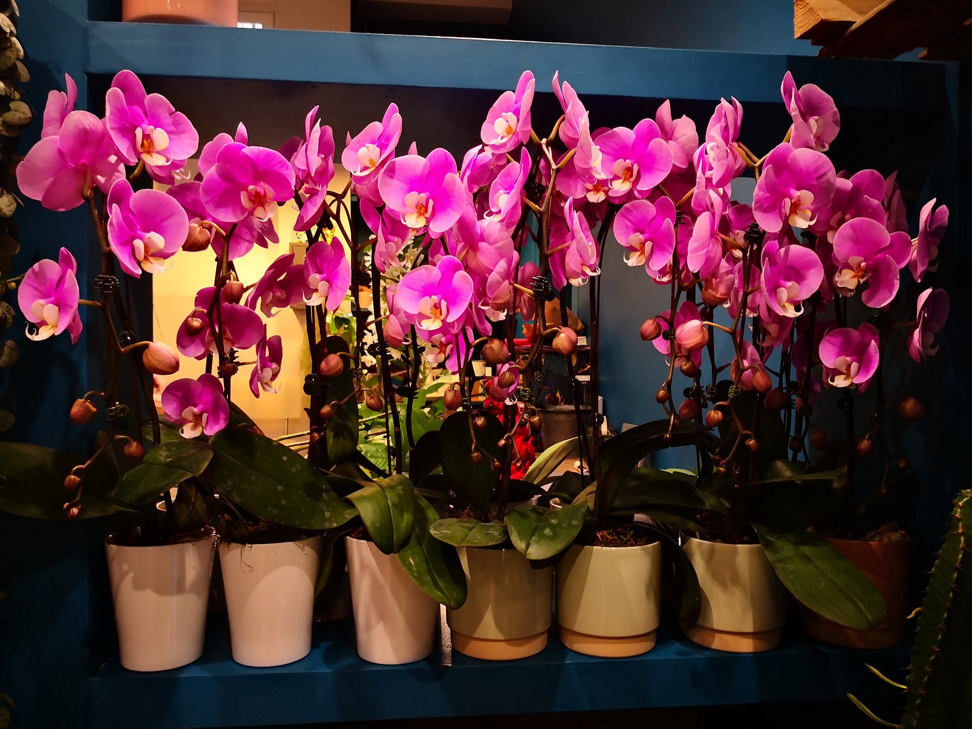 Orchidées fuchsia alignées en pots de terre sur l’étagère de la boutique