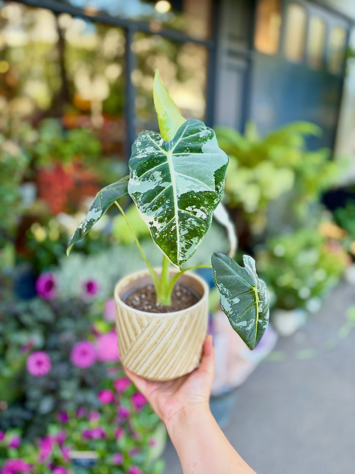 Jeune plante verte dans son pot cannelé, tenue devant la boutique