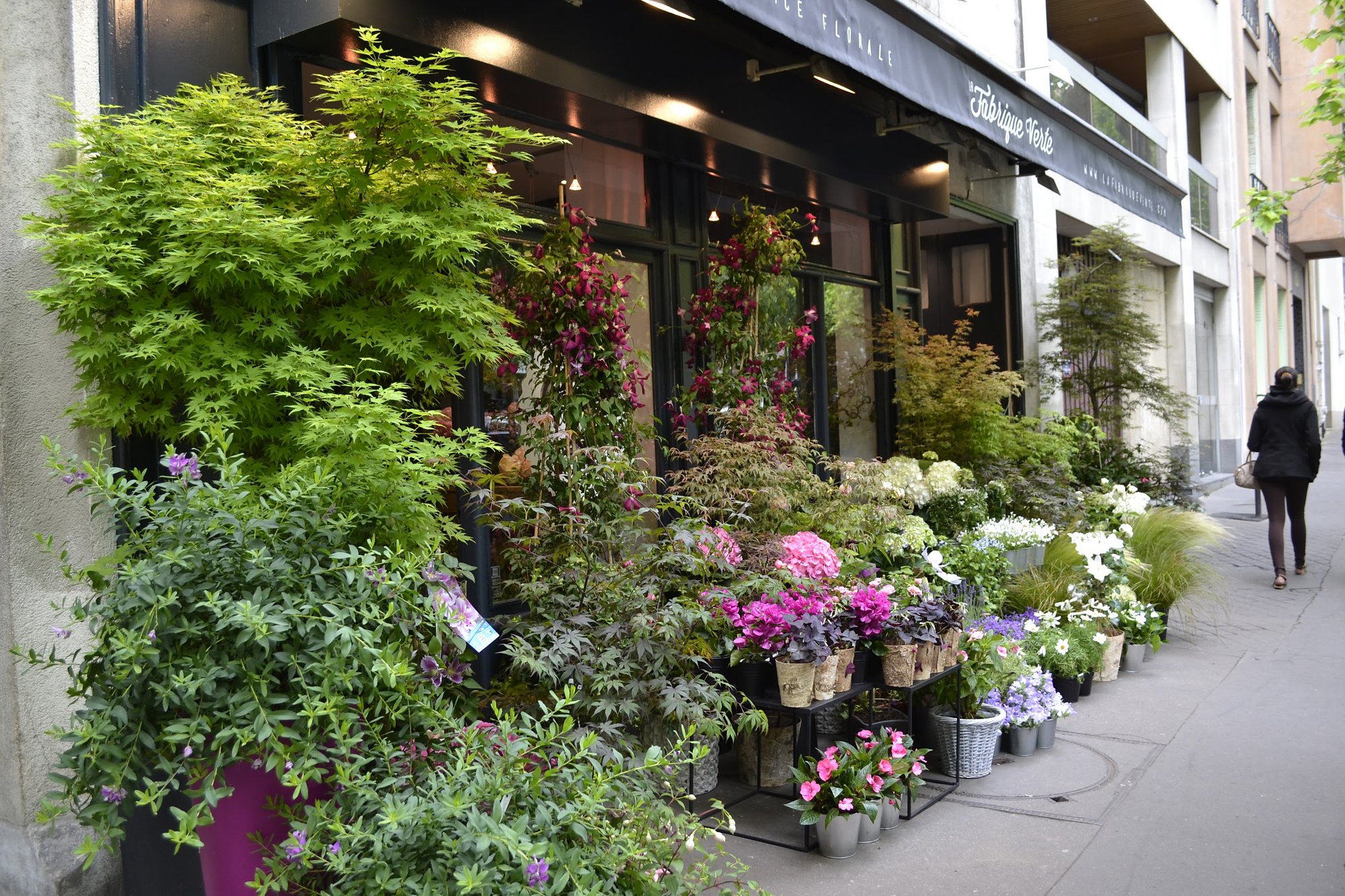 La rue Gros devant la boutique, bordée de feuillages et de plantes en pots